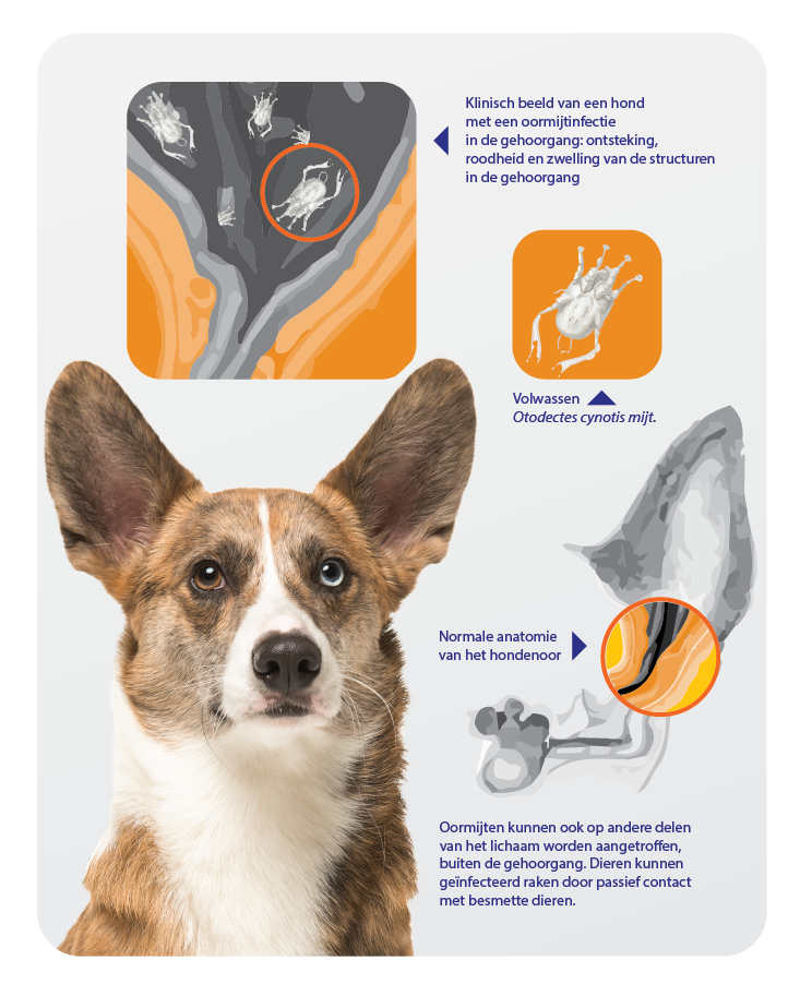 Ga naar het circuit Fysica bladeren Oor en schurftmijnen bij uw hond | Zoetis NL