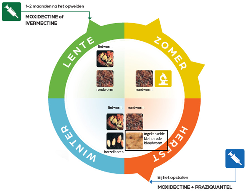 schema ontwormen